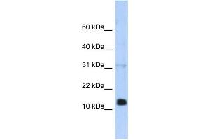 Western Blotting (WB) image for anti-Regenerating Islet-Derived 1 beta (REG1B) antibody (ABIN2458063)