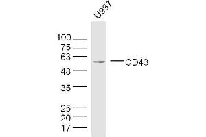 U937 cell lysates probed with CD43 Polyclonal Antibody, unconjugated  at 1:300 overnight at 4°C followed by a conjugated secondary antibody for 60 minutes at 37°C. (CD43 Antikörper  (AA 101-200))