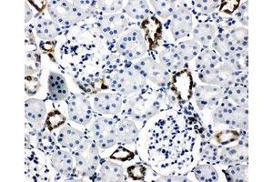 IHC-P: AQP2 antibody testing of rat kidney tissue