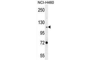 Western blot analysis in NCI-H460 cell line lysates (35ug/lane) using PCDHAC2 Antibody .