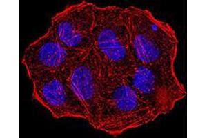 Immunofluorescence analysis of Hela cells using UHRF1 mouse mAb.