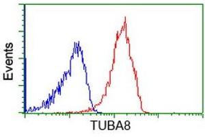 Image no. 3 for anti-Tubulin, alpha 8 (TUBA8) antibody (ABIN1501559) (TUBA8 Antikörper)