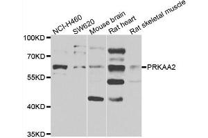 Western blot analysis of extracts of various cell lines, using PRKAA2 antibody. (PRKAA2 Antikörper)