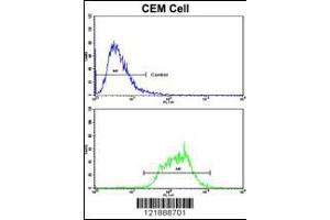 Flow cytometric analysis of CEM cells using ND5 Antibody (bottom histogram) compared to a negative control cell (top histogram). (MT-ND5 Antikörper  (C-Term))