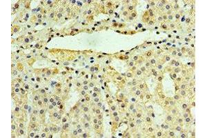 Immunohistochemistry of paraffin-embedded human adrenal gland tissue using ABIN7174370 at dilution of 1:100 (UCHL3 Antikörper  (C-Term))