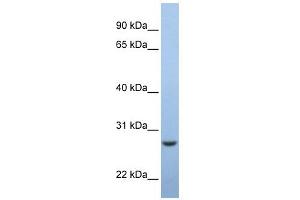 C15ORF24 antibody used at 1 ug/ml to detect target protein. (Emc7 Antikörper  (Middle Region))