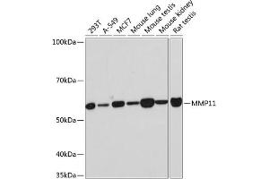 Western blot analysis of extracts of various cell lines, using MMP11 Rabbit mAb (ABIN7268416) at 1:1000 dilution. (MMP11 Antikörper)