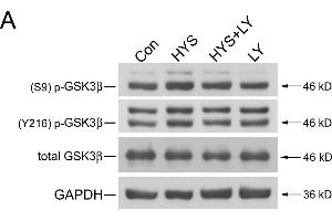 Western Blotting (WB) image for anti-Glyceraldehyde-3-Phosphate Dehydrogenase (GAPDH) antibody (ABIN2857072)