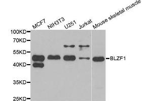 Western blot analysis of extracts of various cell lines, using BLZF1 antibody (ABIN5973830) at 1/1000 dilution.