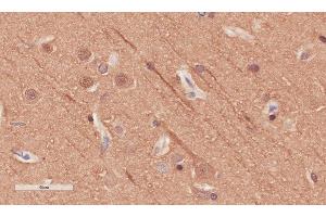 Immunohistochemical staining of human cerebral cortex tissue using anti-Alpha Tubulin antibody. (Rekombinanter alpha Tubulin Antikörper)