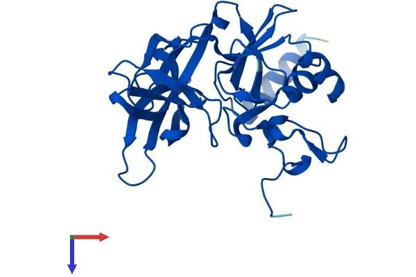RPS4Y1 Protein (AA 1-263) (His tag)