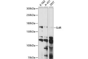 Western blot analysis of extracts of various cell lines, using IL4R antibody (ABIN7268001) at 1:1000 dilution. (IL4 Receptor Antikörper  (AA 26-232))