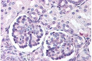 Anti-WNT9B antibody  ABIN1049489 IHC staining of human fetal kidney.