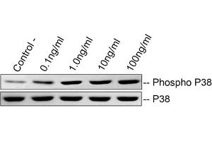 Western Blotting (WB) image for Fibronectin Type III Domain Containing 5 (FNDC5) (AA 32-143) (Active) protein (His tag) (ABIN7607659)