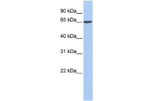 Western Blotting (WB) image for anti-Fibrinogen alpha Chain (FGA) antibody (ABIN2458607) (FGA Antikörper)