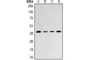 Western blot analysis of PSMD8 expression in Jurkat (A), SW480 (B), mouse testis (C), mouse thymus (D) whole cell lysates.