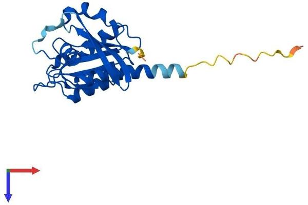 RAB9B Protein (AA 1-201) (His tag)