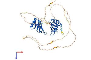 RBMS2 Protein (AA 1-383) (His tag)