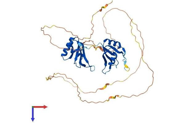 RBMS2 Protein (AA 1-383) (His tag)