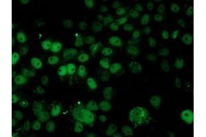 Anti-HARS2 mouse monoclonal antibody (ABIN2455213) immunofluorescent staining of COS7 cells transiently transfected by pCMV6-ENTRY HARS2 (RC204925). (HARS2 Antikörper)