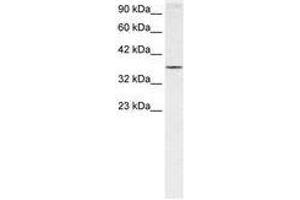 Image no. 1 for anti-Homeobox A7 (HOXA7) (N-Term) antibody (ABIN6735815)