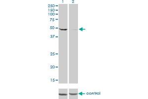 Western Blotting (WB) image for anti-DEAD (Asp-Glu-Ala-Asp) Box Polypeptide 6 (DDX6) (AA 1-484) antibody (ABIN598641)
