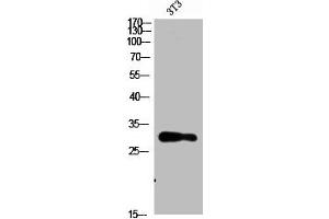 Western Blot analysis of 3T3 cells using Nanos Homologue 1 (NANOS1) Polyclonal Antibody diluted at 1:1500. (Nanos Homolog 1 Antikörper  (AA 151-200))