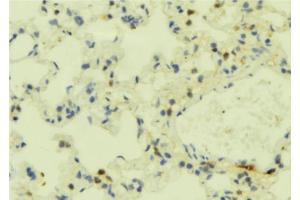 ABIN6273849 at 1/100 staining Mouse lung tissue by IHC-P. (FPR2 Antikörper  (C-Term))