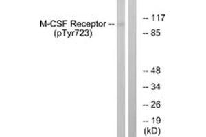 Western blot analysis of extracts from HuvEc cells treated with PMA 125ng/ml 30', using M-CSF Receptor (Phospho-Tyr723) Antibody. (CSF1R Antikörper  (pTyr723))