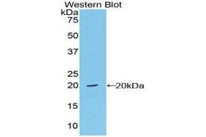 Western Blotting (WB) image for anti-Von Willebrand Factor (VWF) (AA 1498-1665) antibody (Biotin) (ABIN1173732)