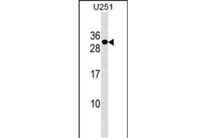 POMZP3 Antibody (N-term) (ABIN1538867 and ABIN2849911) western blot analysis in  cell line lysates (35 μg/lane). (POMZP3 Antikörper  (N-Term))