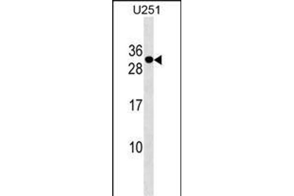 POMZP3 antibody  (N-Term)