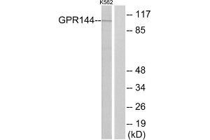Western blot analysis of extracts from K562 cells, using GPR144 antibody. (GPR144 Antikörper  (N-Term))