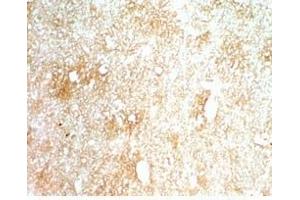 Mouse brain tissue stained by Rabbit AntiINSL-5 (Mouse) Serum (INSL5 Antikörper)