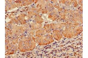 Immunohistochemistry of paraffin-embedded human adrenal gland tissue using ABIN7147508 at dilution of 1:100