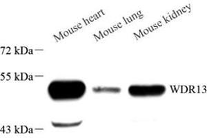 Western blot analysis of WDR13 (ABIN7076212) at dilution of 1: 1000 (WDR13 Antikörper)