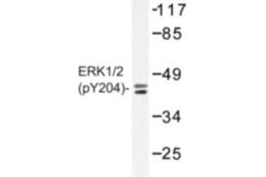 Image no. 1 for anti-Mitogen-Activated Protein Kinase 1/3 (MAPK1/3) (pThr187), (pTyr204) antibody (ABIN318321) (ERK1/2 Antikörper  (pThr187, pTyr204))