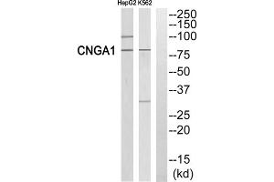 Western blot analysis of extracts from HepG2 cells and K562 cells, using CNGA1 antibody. (CNGA1 Antikörper  (Internal Region))