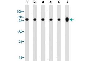 Western blot analysis of Lane 1: 293 whole cell lysates Lane 2: CEM whole cell lysates Lane 3: Hela whole cell lysates Lane 4: Y79 whole cell lysates Lane 5: rat PC-12 cell line lysates Lane 6: mouse brain tissue lysates reacted with TUBB monoclonal antibody  at 1:1000 dilution. (TUBB Antikörper)