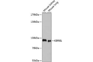 Western blot analysis of extracts of various cell lines, using KIRREL antibody (ABIN7268117) at 1:1000 dilution. (KIRREL Antikörper  (AA 17-200))