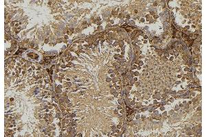 ABIN6276771 at 1/100 staining Mouse testis tissue by IHC-P. (FABP2 Antikörper  (C-Term))