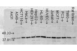 Western Blot analysis of Human Cell lysates showing detection of p38 MAPK protein using Mouse Anti-p38 MAPK Monoclonal Antibody, Clone 9F12 . (MAPK14 Antikörper  (Atto 390))
