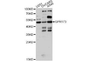 Western blot analysis of extracts of various cell lines, using GPR173 antibody (ABIN6293208) at 1:1000 dilution. (GPR173 Antikörper)