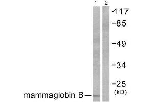 Western Blotting (WB) image for anti-Secretoglobin, Family 2A, Member 1 (SCGB2A1) (N-Term) antibody (ABIN1848656) (SCGB2A1 Antikörper  (N-Term))