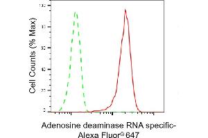 anti-Adenosine Deaminase, RNA-Specific (ADAR) antibody