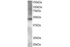 Image no. 1 for anti-BRF2, Subunit of RNA Polymerase III Transcription Initiation Factor, BRF1-Like (BRF2) (AA 406-419) antibody (ABIN293984)