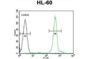 Flow cytometric analysis of HL-60 cells using DPPA5 Antibody (N-term) Cat. (DPPA5 Antikörper  (N-Term))