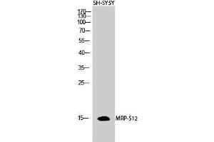 Western Blot (WB) analysis of SH-SY5Y cells using MRP-S12 Polyclonal Antibody.
