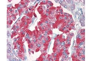 IHC testing of FFPE human pancreas tissue with VMAT2 antibody at 5ug/ml. (SLC18A2 Antikörper)