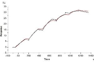 Surface Plasmon Resonance (SPR) image for Vascular Endothelial Growth Factor C (VEGFC) (AA 103-227) protein (His-Avi Tag) (ABIN7275829)